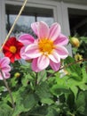 Pink, red, yellow annual dahlias with yellow centers bloom in front of a window in a small balcony garden. Beautiful summer Royalty Free Stock Photo