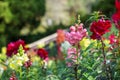 Pink, red and yellow balsam flower