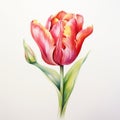 Pink red yellow colour watercolour tulip spring flower painting on white background