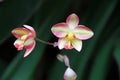 Pink red and yellow orchids are on the green black nature background. Royalty Free Stock Photo