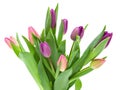 Pink, red and yellow Tulip flowers with green leaves isolated on white background Royalty Free Stock Photo