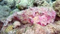 Pink reef Stonefish (Synanceia verrucosa) in the Red Sea, Eilat, Israel Royalty Free Stock Photo