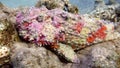 Pink reef Stonefish (Synanceia verrucosa) in the Red Sea, Eilat, Israel Royalty Free Stock Photo