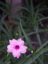 Pink Relic Tuberosa Flower Blooming