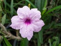 Pink Relic Tuberosa Flower Blooming