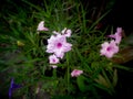 Pink Relic Tuberosa Flowers Blooming