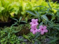 Pink Relic Tuberosa Flowers Blooming
