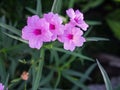 Pink Relic Tuberosa Flowers Blooming