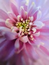 Pink chrysanthemum represents mystery and elegant love