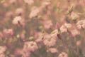 Pink retro flowers background