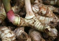 Pink rhizome of galangal