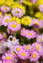 Pink Rhodanthe manglesii everlasting daisies among yellow Showy Everlastings, Schoenia filifolia Royalty Free Stock Photo