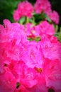Pink Rhodedendrons Royalty Free Stock Photo