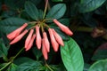 Pink Rhodendron flower bud in the garden Royalty Free Stock Photo