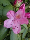 solo pink rhodendrum open bloomed rhodendrum flower