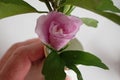 Pink rhodendrum flower closed up, ready to bloom,
