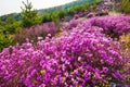 The pink rhododendra on the hillside Royalty Free Stock Photo