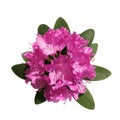 Pink rhododendron Royalty Free Stock Photo