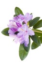 Pink rhododendron Royalty Free Stock Photo