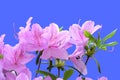 Pink Rhododendron Royalty Free Stock Photo