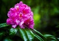 Pink Rhododendron Bloom