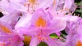 Pink rhododendron blossom close-up, detail with rain drops on petals, sharping, zooming