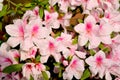 Pink Rhododendron blossom