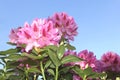Beautiful Rhododendron in a blue sky Royalty Free Stock Photo