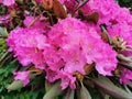 Pink rhododendron in the Botanical Garden of St. Petersburg