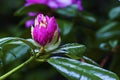 Pink Rhododendron Bud Royalty Free Stock Photo