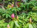 Pink Rhododendron Buds 2 Royalty Free Stock Photo