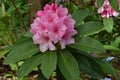 Pink Rhododendron Bunch With Green Leaf Ring