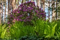 Pink rhododendron bush among wood ferns under the pine trees during bright sunny spring day.