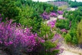 The pink rhododendron dauricum wayside Royalty Free Stock Photo