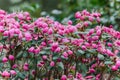 Pink rhododendron flower buds prepare to bloom in the springtime Royalty Free Stock Photo