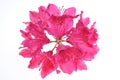 Pink rhododendron flower head Royalty Free Stock Photo