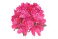 Pink rhododendron flower head Royalty Free Stock Photo