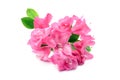 Pink rhododendron flower head on white background Royalty Free Stock Photo