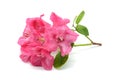 Pink rhododendron flower head on white isolated background Royalty Free Stock Photo