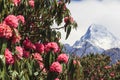 Pink Rhododendron, flower of Nepal, and Annapurna mountain, Nepal