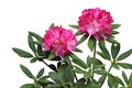 Pink Rhododendron Flower Plant Royalty Free Stock Photo