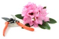 Pink Rhododendron flower and scissors on white background Royalty Free Stock Photo