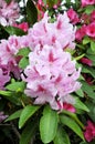 Pink rhododendron flowers Royalty Free Stock Photo