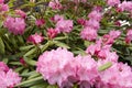 Pink rhododendron flowers