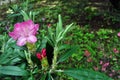 Pink rhododendron flowers and buds, close up detail, soft green blurry leaves Royalty Free Stock Photo