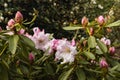 Pink rhododendron flowers and buds Royalty Free Stock Photo