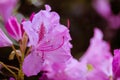 Pink Rhododendron flowers buds delicate petals Flowering bush in spring garden Royalty Free Stock Photo