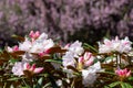 Pink Rhododendron flowers Royalty Free Stock Photo