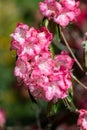 Pink Rhododendron flowers Royalty Free Stock Photo