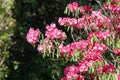 Pink Rhododendron flowers Royalty Free Stock Photo